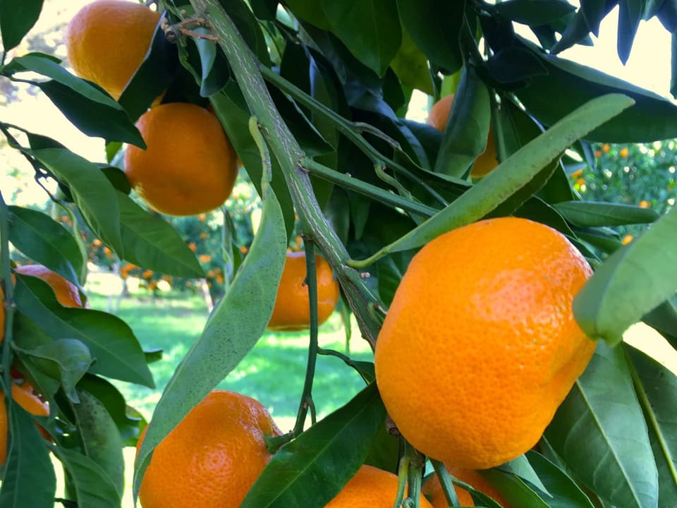 Oranges and red peppers side by side