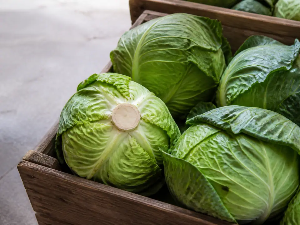 Firm cabbage heads with crisp leaves at a market stall