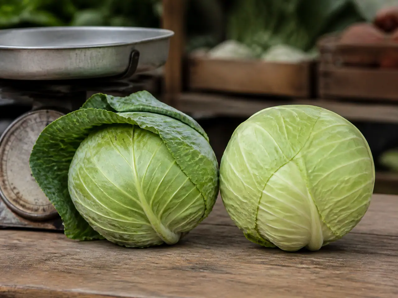 Hands lifting two cabbage heads to compare their weight