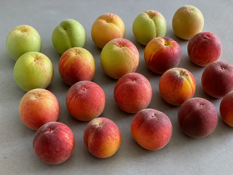 Peaches at different ripeness stages on a kitchen counter