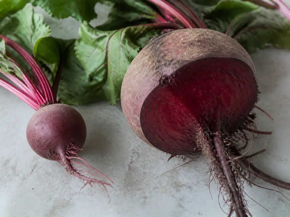 Small firm beetroot beside a large woody root cut open