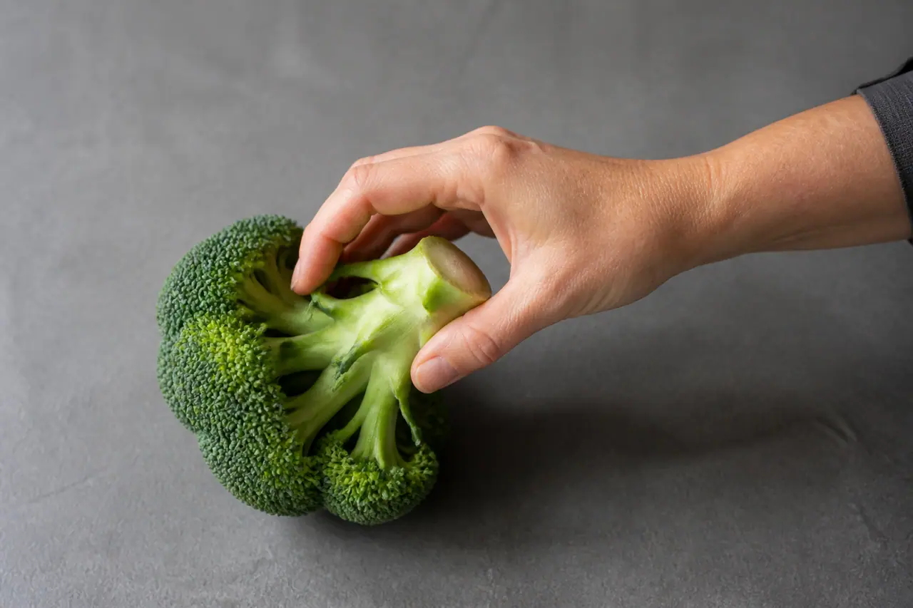 Hand checking the firmness of a broccoli crown at the cut stalk