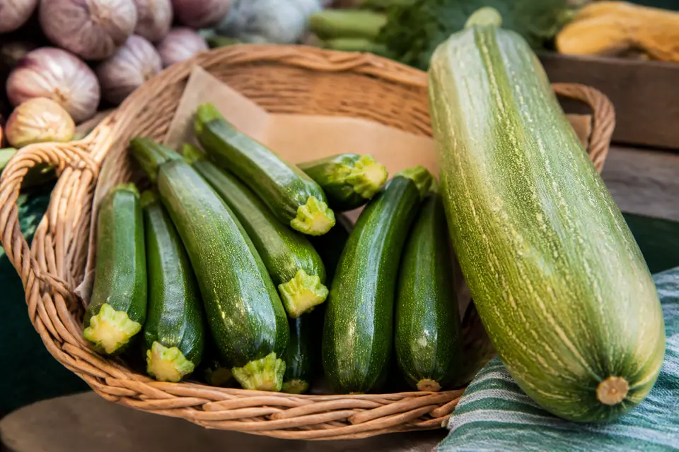 Small firm courgettes beside one oversized squash