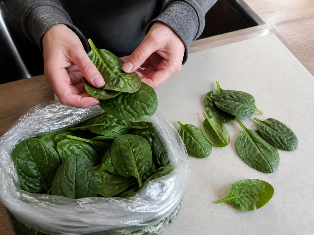 Hands checking spinach leaves and condensation inside a bag
