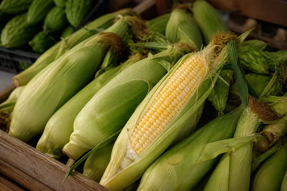 Full sweetcorn ears with green husks and fresh brown silk