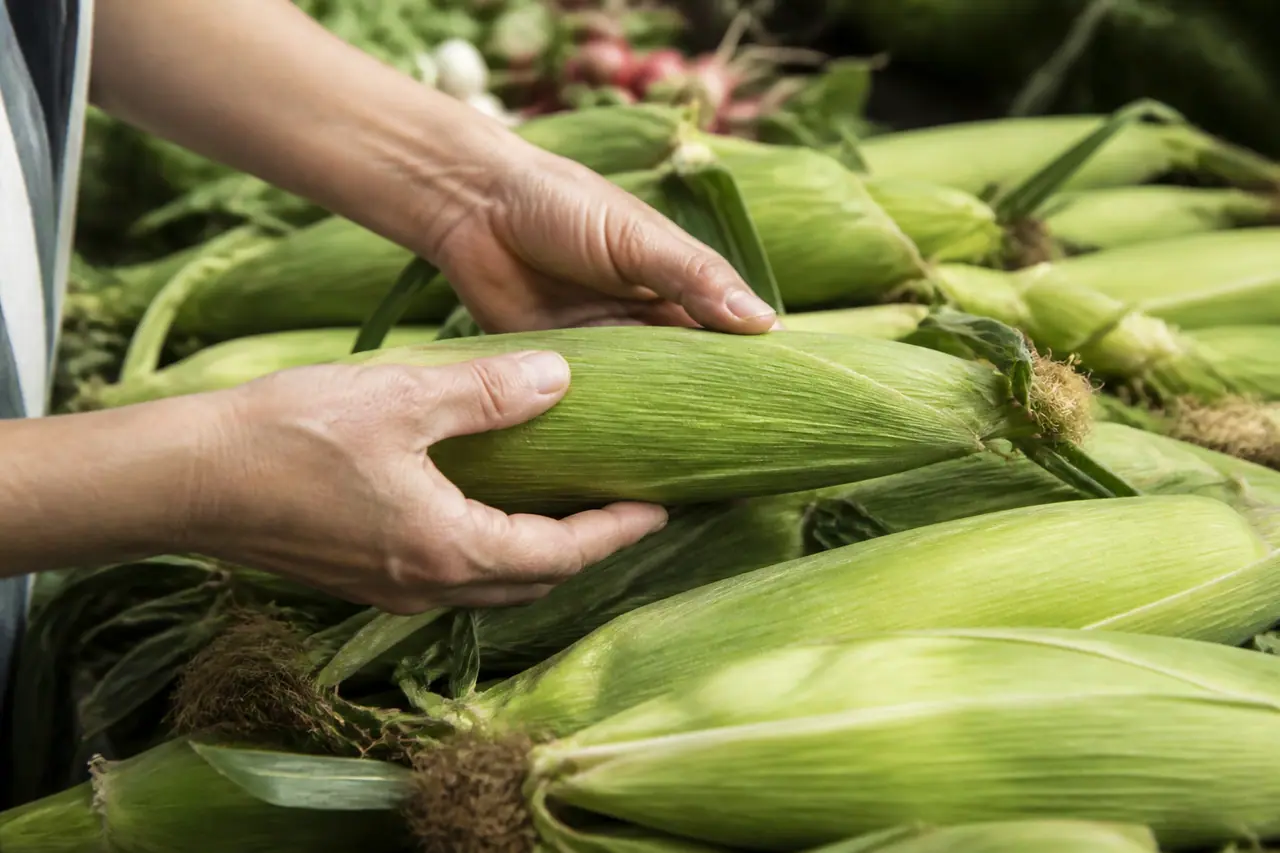 Hands feeling plump corn kernels through the husk at a market