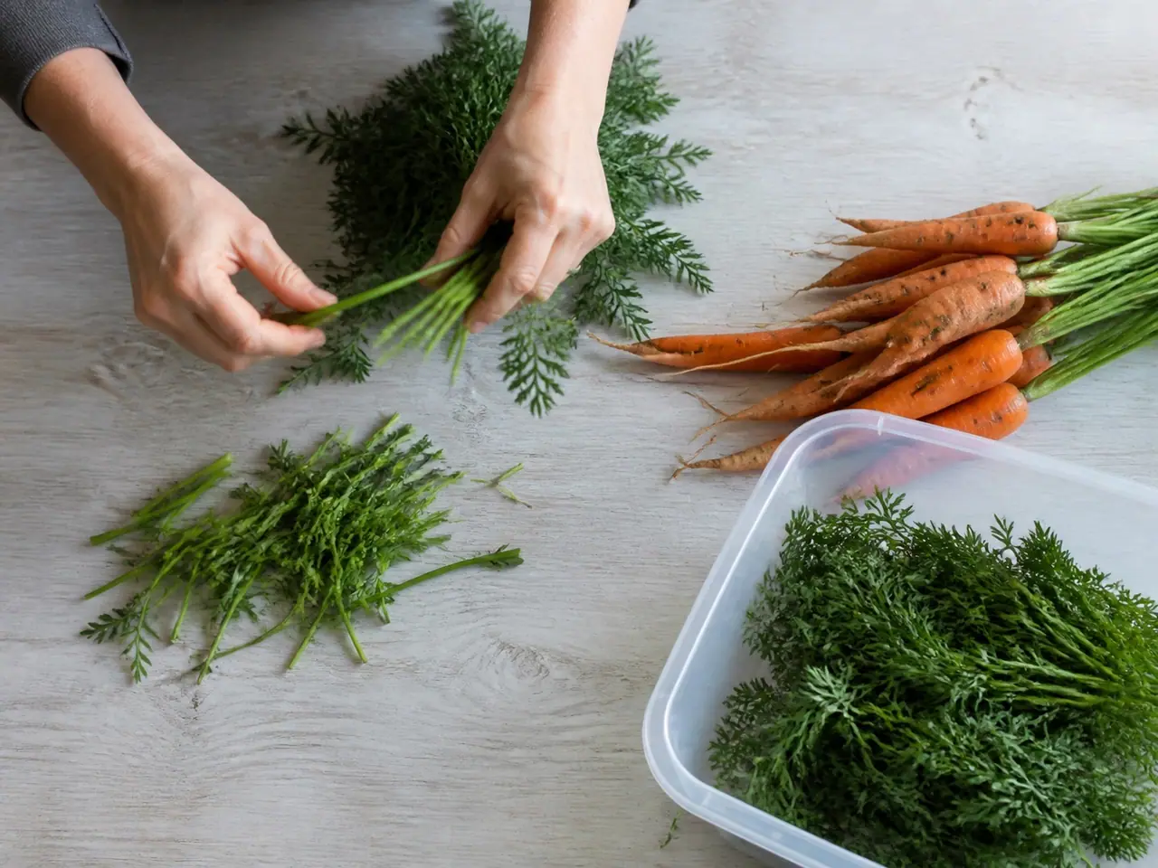 Hands trimming carrot tops before refrigerator storage