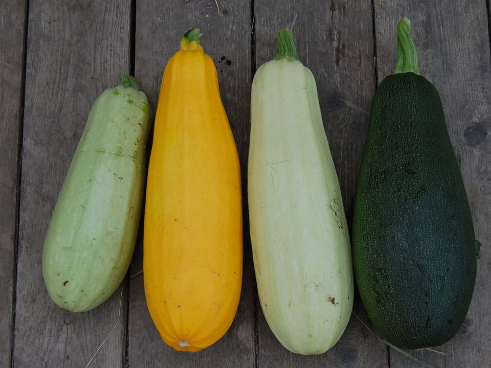 Whole green zucchini