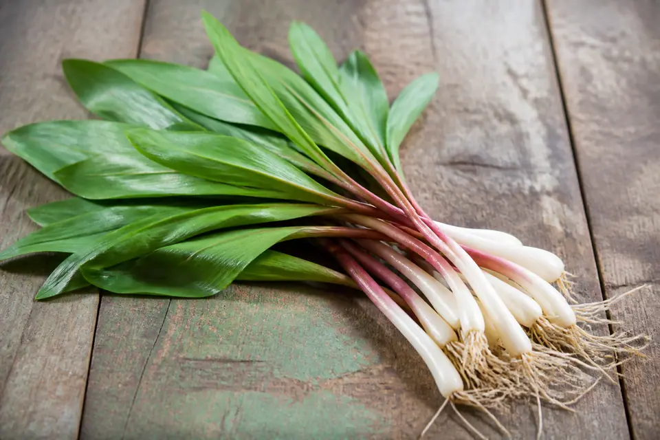 Fresh ramps with white bulbs, purple stems and broad green leaves